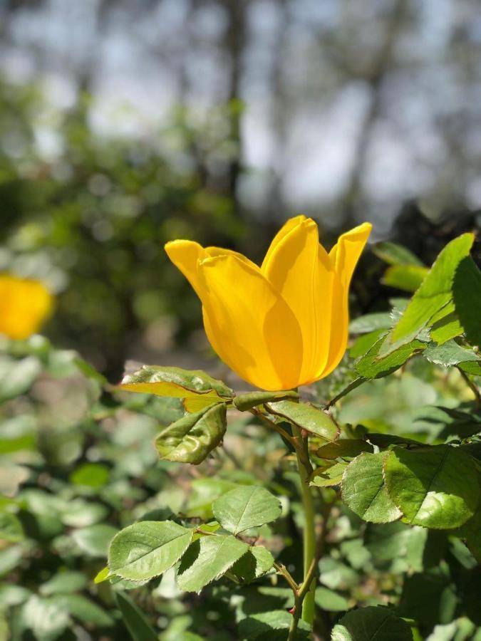 La Maison Du Soleil Provence دْراجينْيا المظهر الخارجي الصورة
